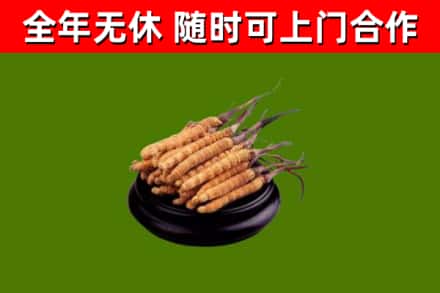 吉林省回收散虫草