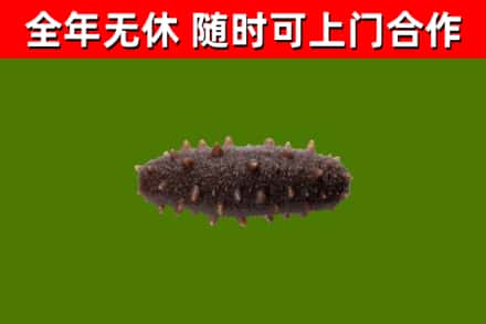 吉林省回收海参干